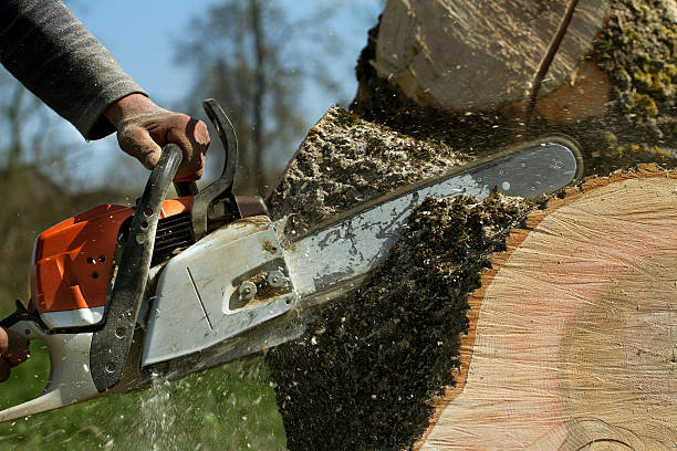 How Our Tree Care Process Works  in  Kings Bay Base, GA